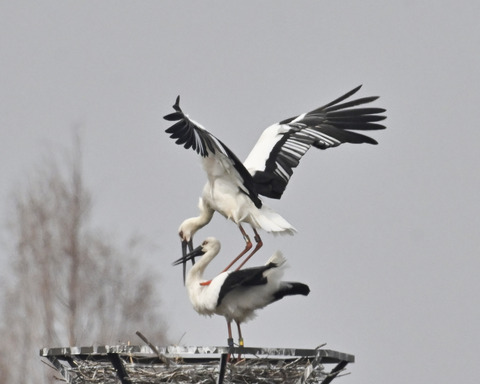 コウノトリ6789
