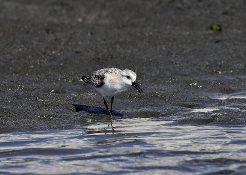 ミユビシギ夏羽→冬羽9534