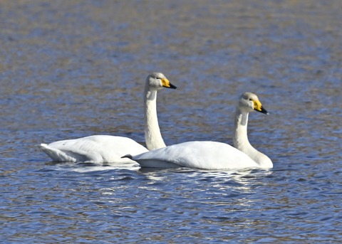 オオハクチョウ3920