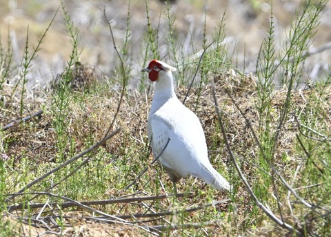 キジ♂白化8179