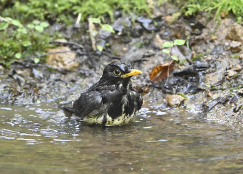 クロツグミ♂4047