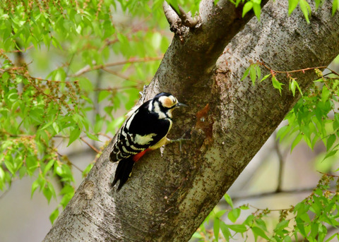 アカゲラ♀5746