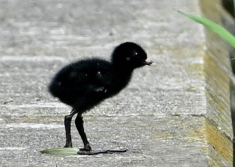 ヒクイナのヒナ4215