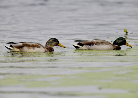 マガモ♂エクリプス1973-ss
