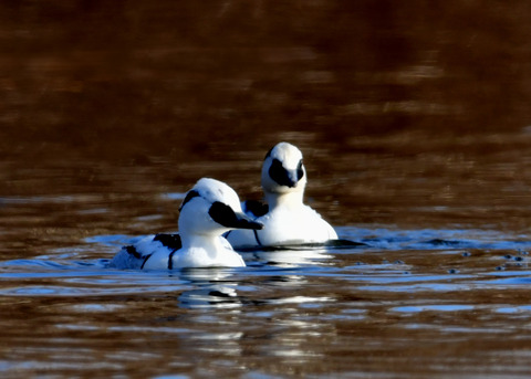 ミコアイサ♂8790