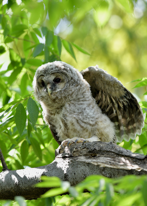 フクロウのヒナ1187