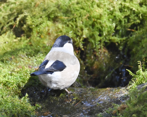 ウソ♀0556