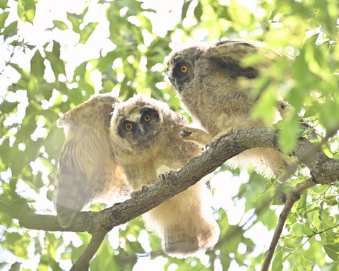 トラフズクの雛3526