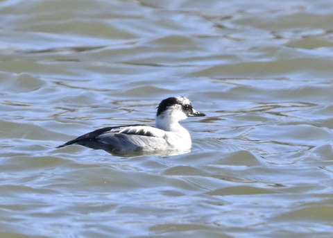 ミコアイサ♂7239