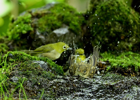 キビタキ幼鳥0357