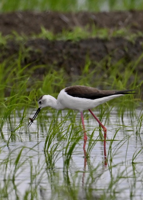 餌捕りセイタカシギ♀0001