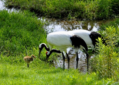 タンチョウヅルの親子・2520