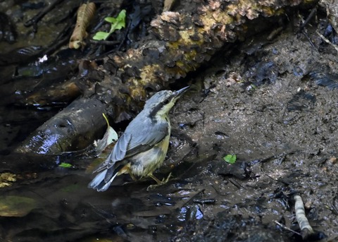 ゴジュウカラ1059