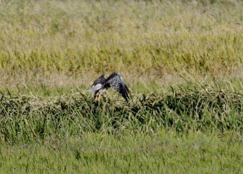 大陸型チュウヒ♂5928
