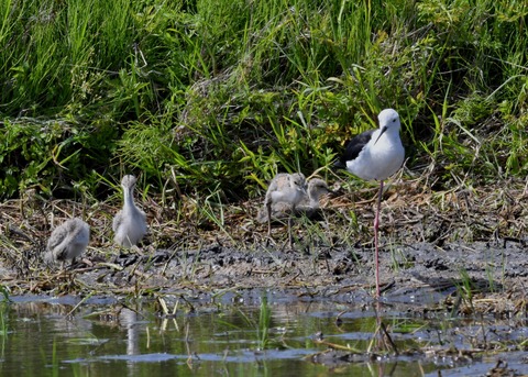 セイタカシギのヒナ①②③④5587