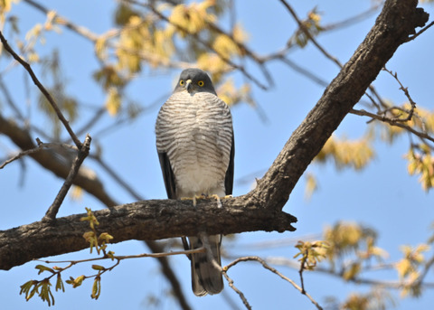 ツミ♀9737