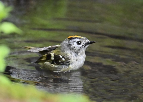 キクイタダキ♂1137