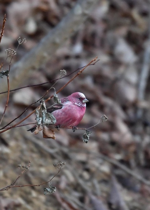 オオマシコ♂5854