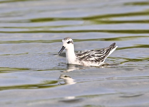 アカエリヒレアシシギ6180