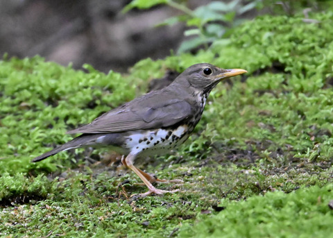 クロツグミ♀9064