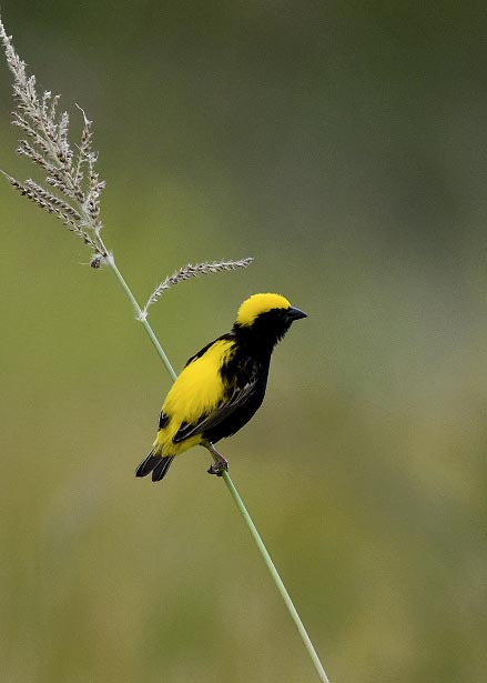 オウゴンチョウ♂2226