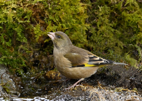 オオカワラヒワ♀1451