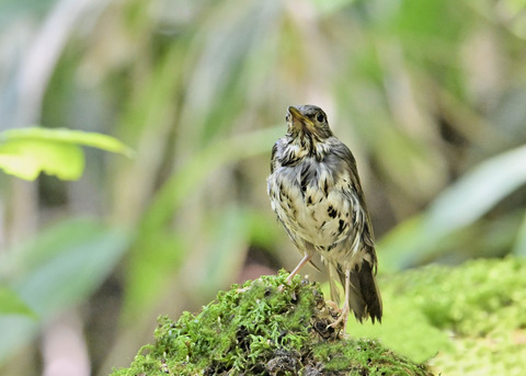クロツグミ♂幼鳥5586