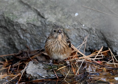 ベニマシコ♀5547