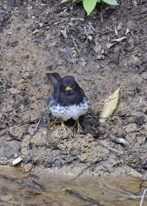 クロツグミ♂3630