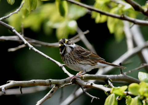 キマユホオジロ♀1691