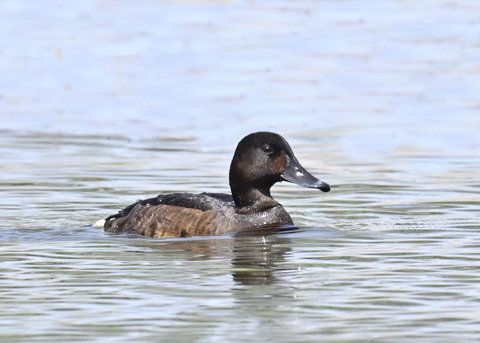 アカハジロ♀4441