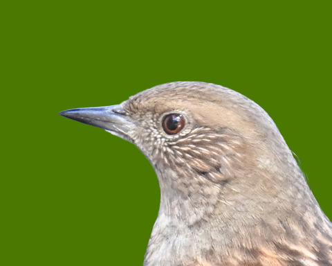 カヤクグリ1000