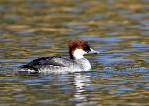 ミコアイサ♀3349
