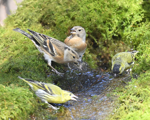 アトリ♀2734