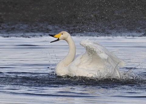オオハクチョウ4100