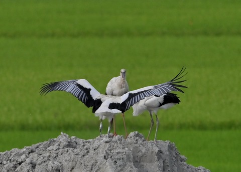 コウノトリ親子1853