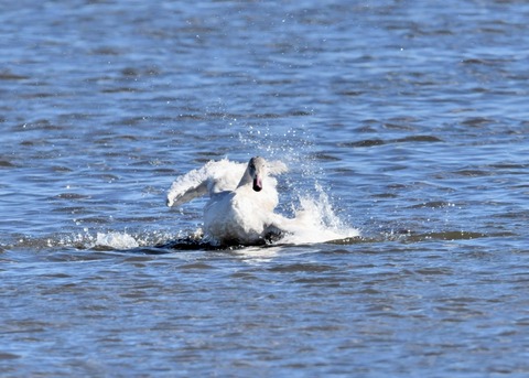 オオハクチョウ幼鳥1829