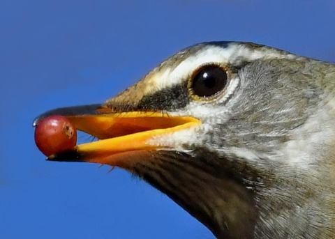 マミチャジナイ0423