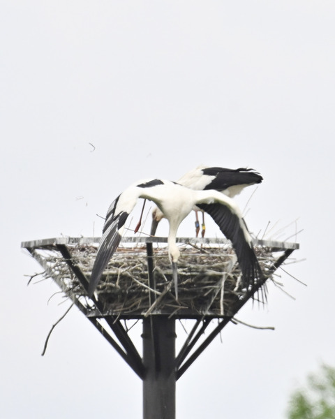 飛ぶコウノトリ0017