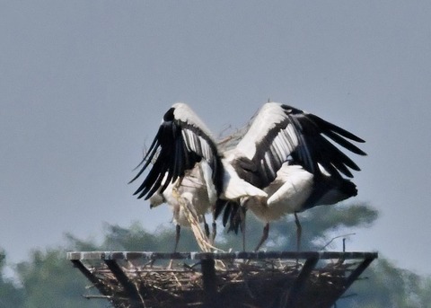 コウノトリ(ひかる)とヒナ0072