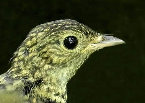 キビタキ幼鳥0001