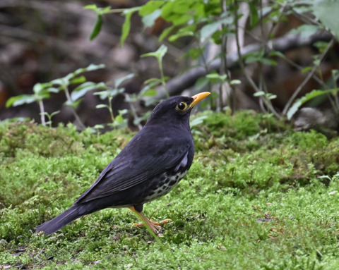 クロツグミ♂5790