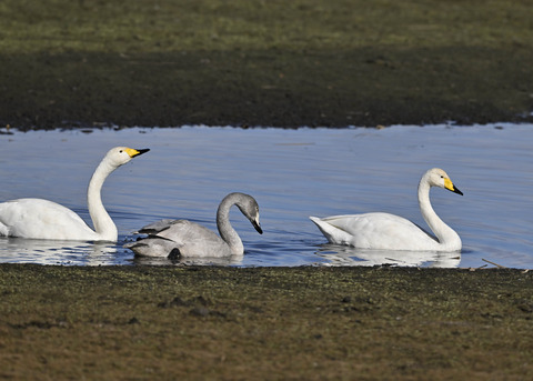 オオハクチョウ親子0760