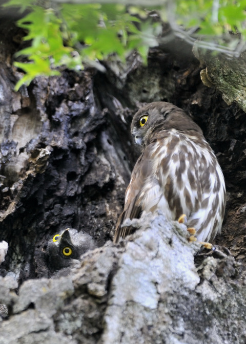 アオバズクのヒナ8582