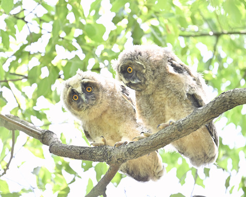 トラフズクの雛3753