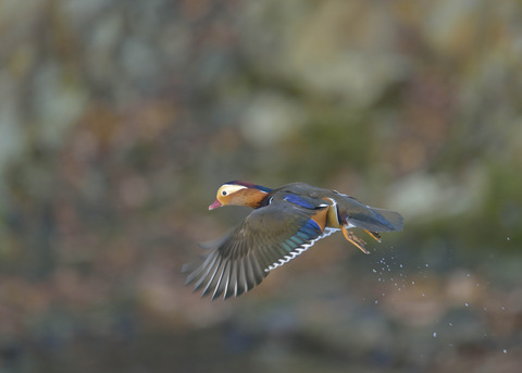 飛ぶ・オシドリ♂9649