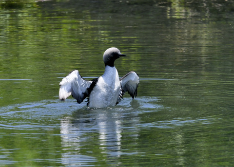 羽ばたく・シロエリオオハム9398