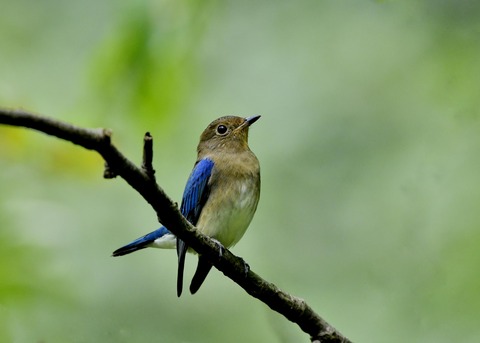 オオルリ♂若鳥0687