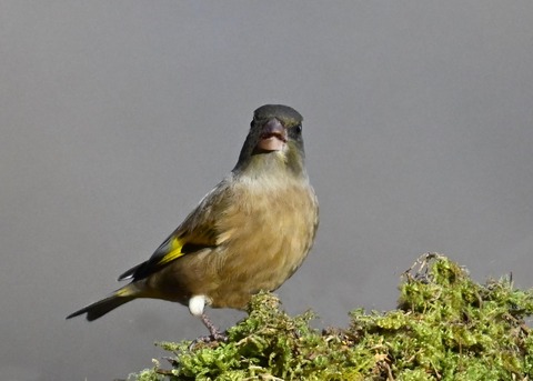 オオカワラヒワ7278