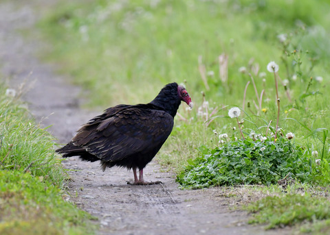 ヒメコンドル0585